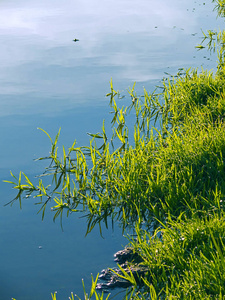 绿草蓝湖水图片