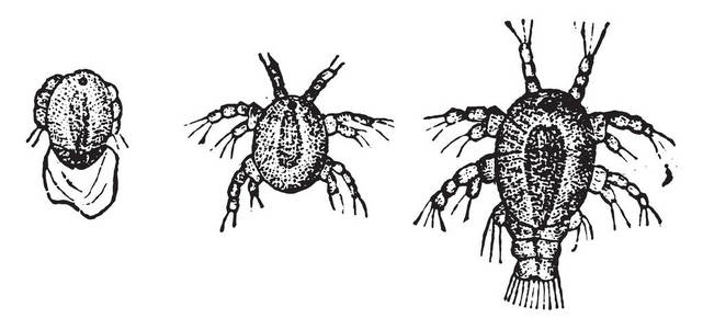 幼虫独眼巨人, 老式雕刻插图。动物的自然历史, 1880