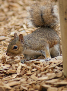 灰色松鼠中型松鼠 carolinensis