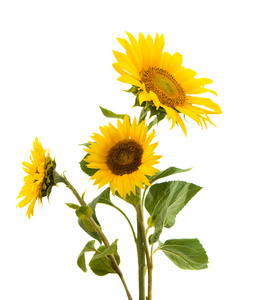 孤立的向日葵图片-孤立的向日葵素材-孤立的向日葵插画-摄图新视界