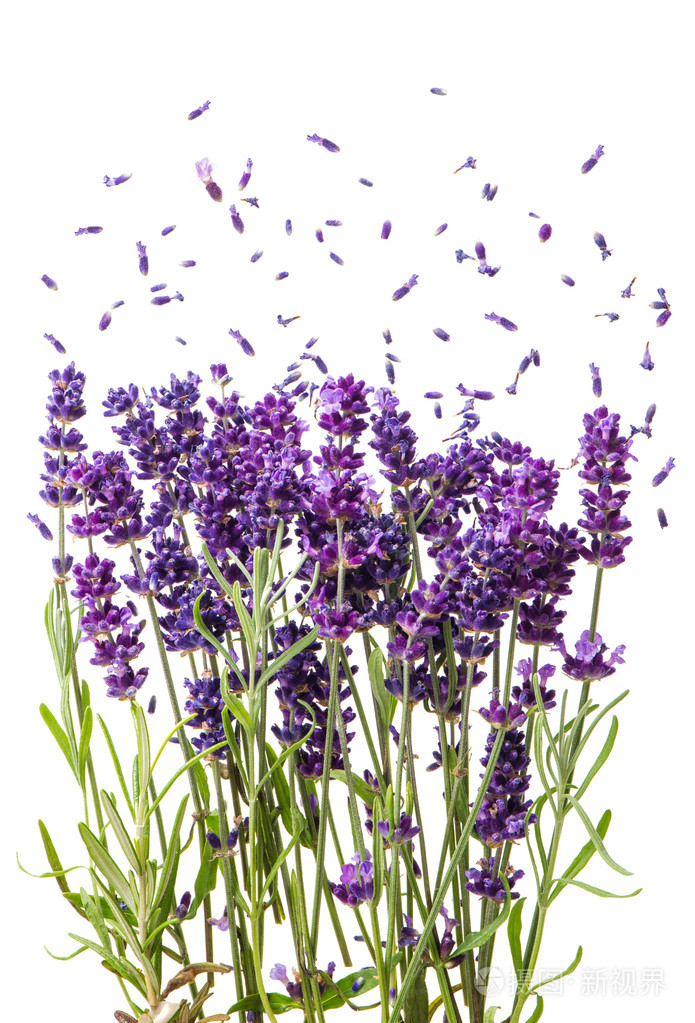 薰衣草花白色上孤立