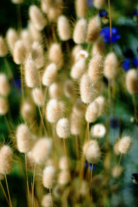 兔子尾巴草草原兔尾鼠植物图片