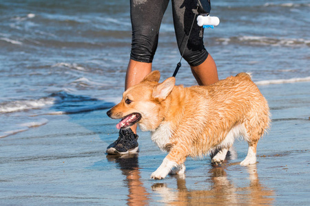 非洲企鹅在海滩上图片