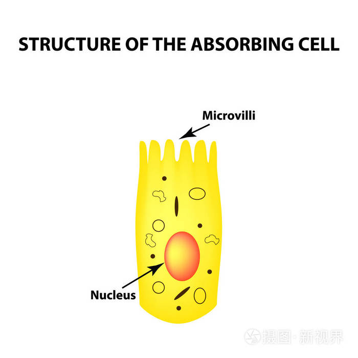 enterocyte的结构吸收细胞肠道图表独立背景上的矢量插图