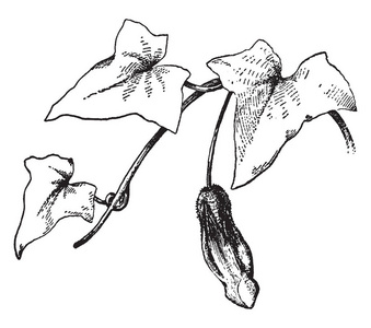 图片显示了金鱼草 maurandioides 工厂.