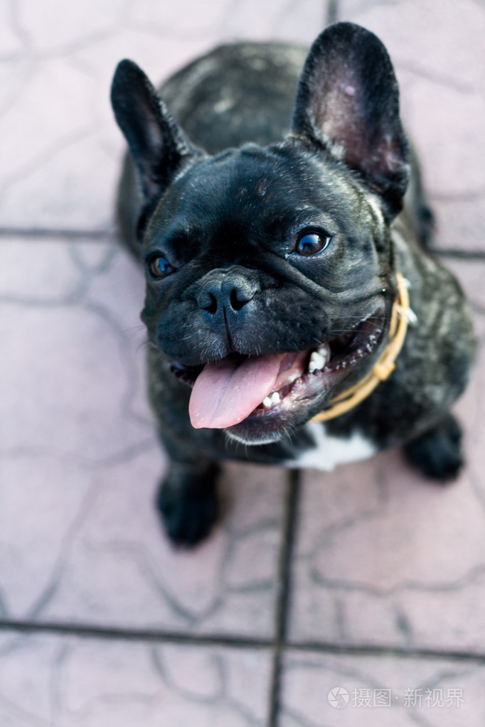看着镜头的俗气法国斗牛犬照片-正版商用图片06qu6z-摄图新视界