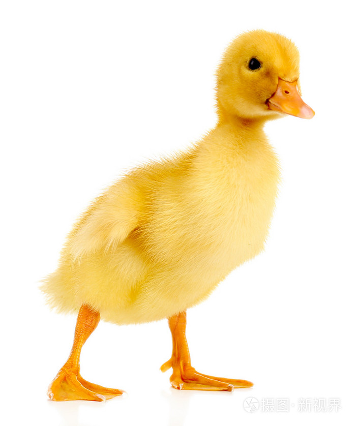 白色衬底上孤立的小可爱小鸭