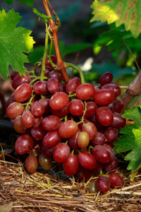 串成熟的葡萄