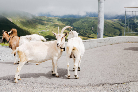 山羊在瑞士阿尔卑斯山格林德沃首先