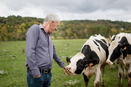 骄傲农村英俊的资深农夫的画像在法国的乡下骄傲地看他的牛照片