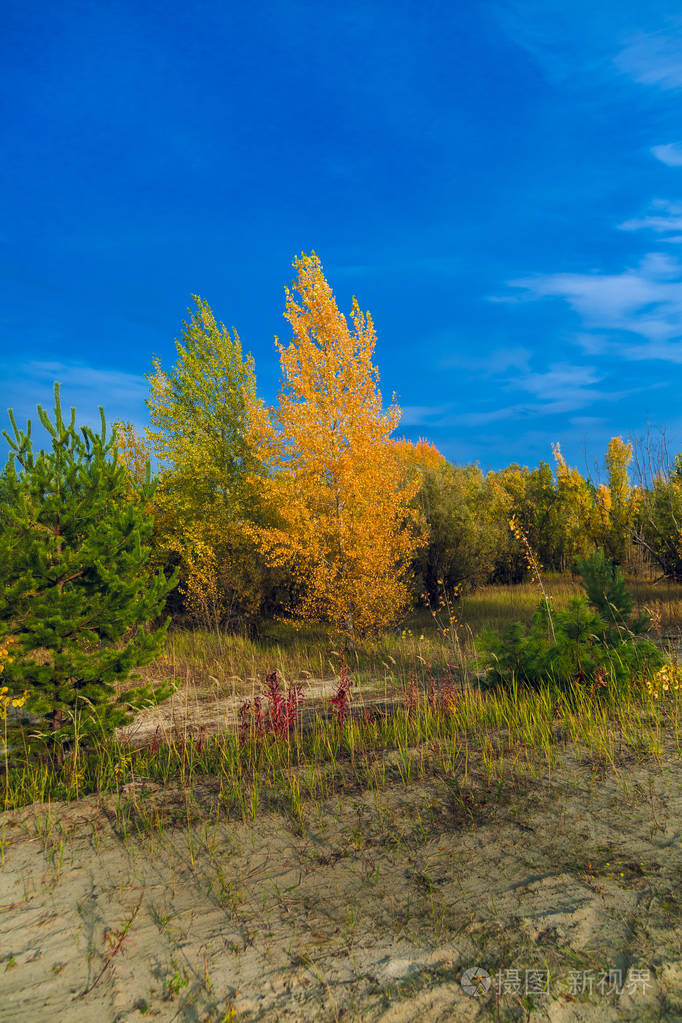 在蓝天上落叶和针叶树