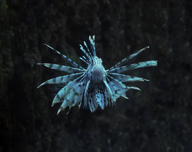 深海生物图片 深海生物素材 深海生物插画 摄图新视界 深海生物图片 深海生物素材 深海生物插画 摄图新视界