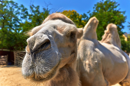 搞笑的骆驼在动物园里图片