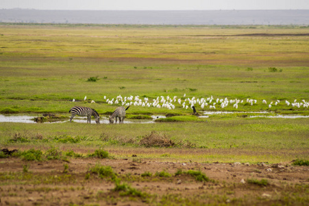两只斑马在 Ambosel 的大草原上的湖里喝酒