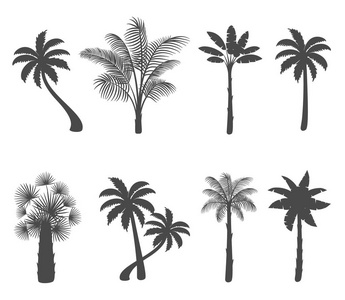 在白色背景上设置棕榈树剪影。矢量插图