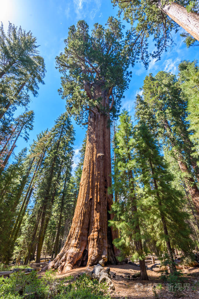 谢尔曼将军树地球上最大的树红杉国家公园的巨型红杉树加利福尼亚美国