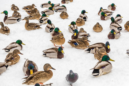 在城市公园的雪中野鸭鸭。冬日