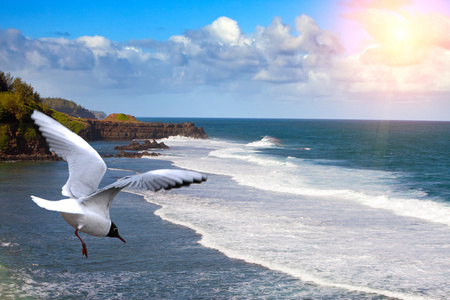 海面上 gri gri 海角，毛里求斯的海鸥