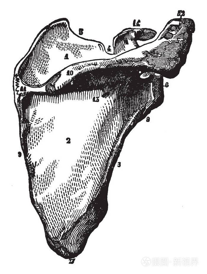 此插图代表肩胛骨复古线条画或雕刻插图
