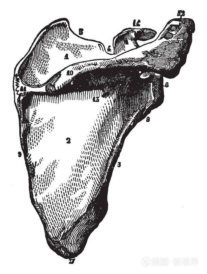 肩胛骨手绘图图片