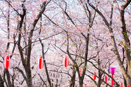 樱花树红灯笼图片