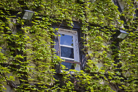带窗的墙上贴满了绿色的常春藤