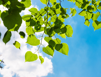 绿色的树叶照片