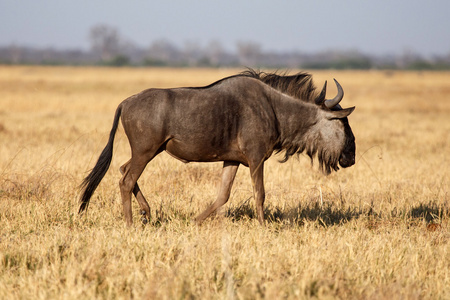 wilderbeest，博茨瓦纳，非洲