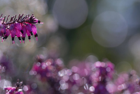 sprintime, 石楠野花。小紫罗兰花