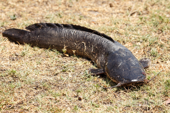鲶鱼乔贝河博茨瓦纳非洲