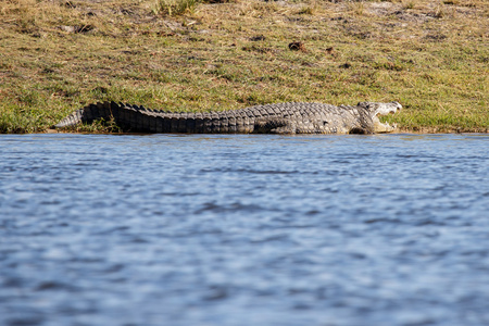 乔贝河，博茨瓦纳，非洲的鳄鱼