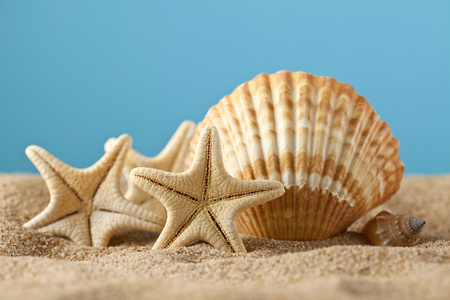 海星和沙滩上的贝壳