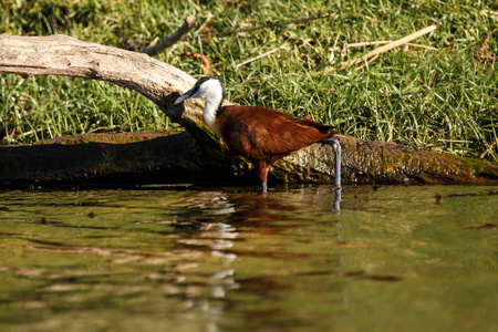 Jacana  chobe river, botswana, frica