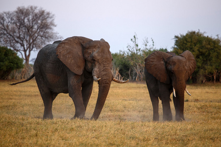 大象丘比 n.p.博茨瓦纳非洲