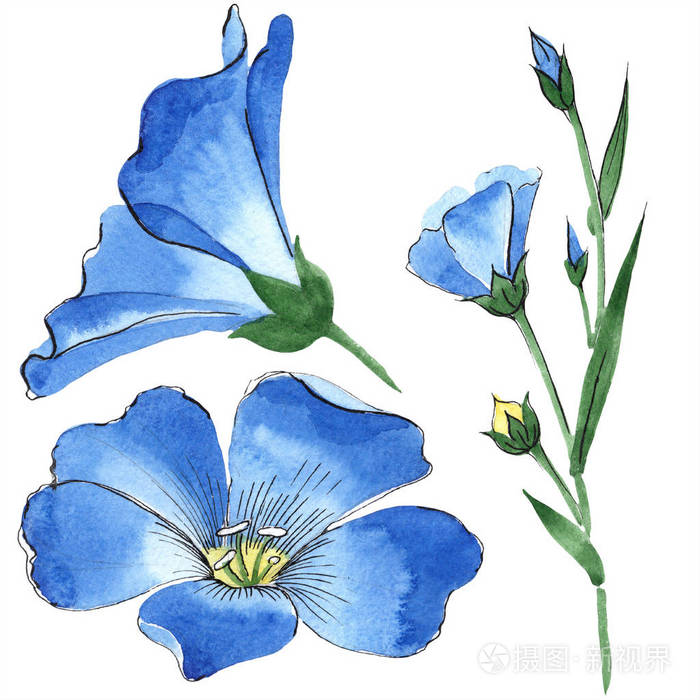 水彩蓝亚麻花花卉植物花独立的插图元素背景质地包装图案框架或边框的