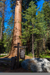 大树小径在红杉国家公园, 世界上最大的树木, 加利福尼亚州。美国
