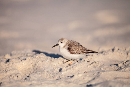 Sanderling 水鸟 Calidris 在蛤山口岸边