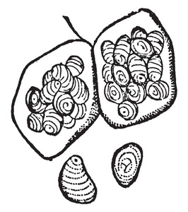 线粒分体淀粉粒, 带纹和脐, 复古线画或雕刻插图照片
