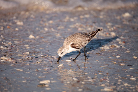 Sanderling 水鸟 Calidris 在蛤山口岸边