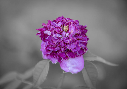 选择颜色, 聚焦于枯萎的紫色花朵, 背景模糊