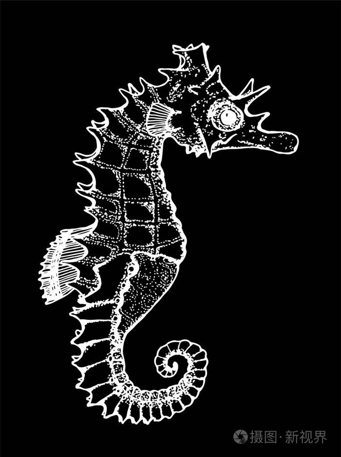 海洋动物的黑白插图图海马粉笔在黑板上