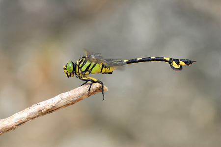 在日本的蜻蜓金 flangetail sinictinogomphus 棒形