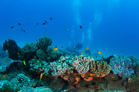 珊瑚礁潜水者