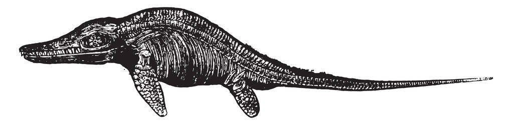 鱼龙化石, 老式雕刻插图。动物的自然历史, 1880