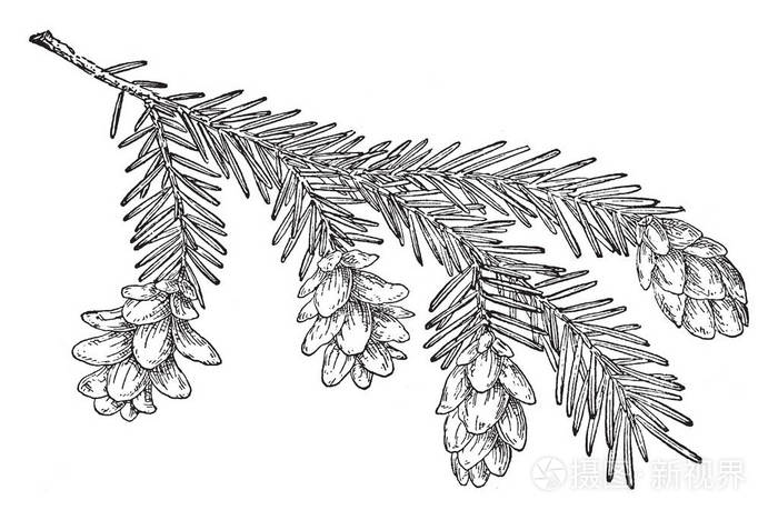 树的树枝被微调, 花朵来到树桩末端, 他们倾斜下来, 复古线条画或雕刻