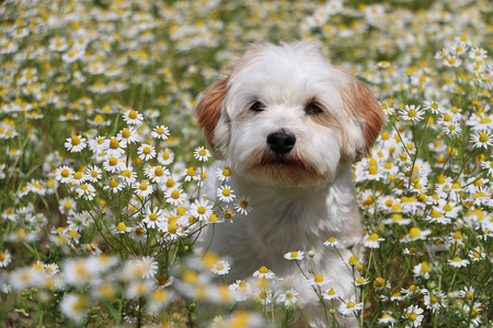 小 havanese 坐在春花的田野里