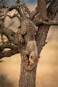 猎豹幼崽爬下口哨刺树干
