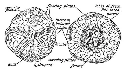 插图显示了海胆的解剖图.海胆是小海洋生物.