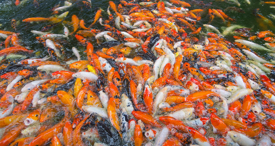 塘鲺鱼大鱼塘中的很多锦鲤鱼照片