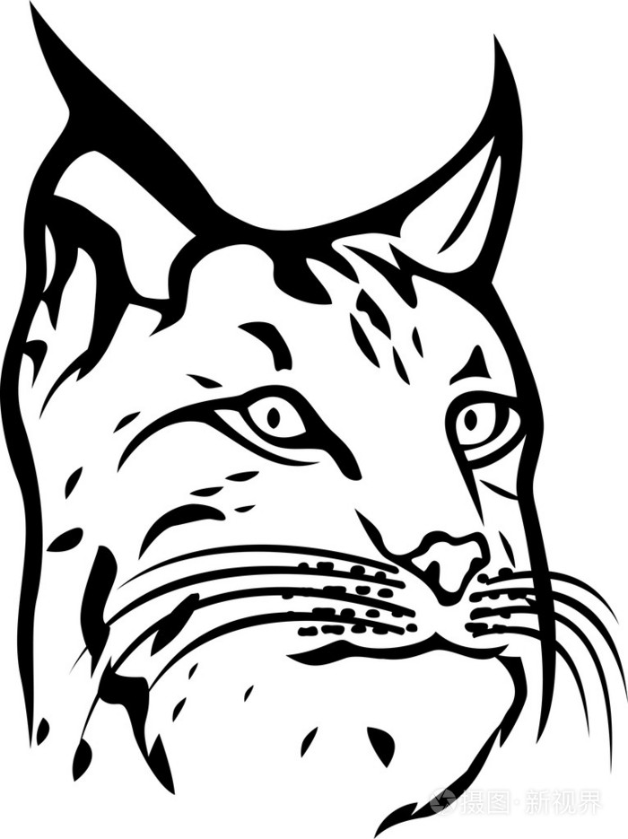 山猫头山猫头